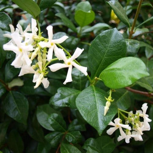 Strawberry Jam Cookies