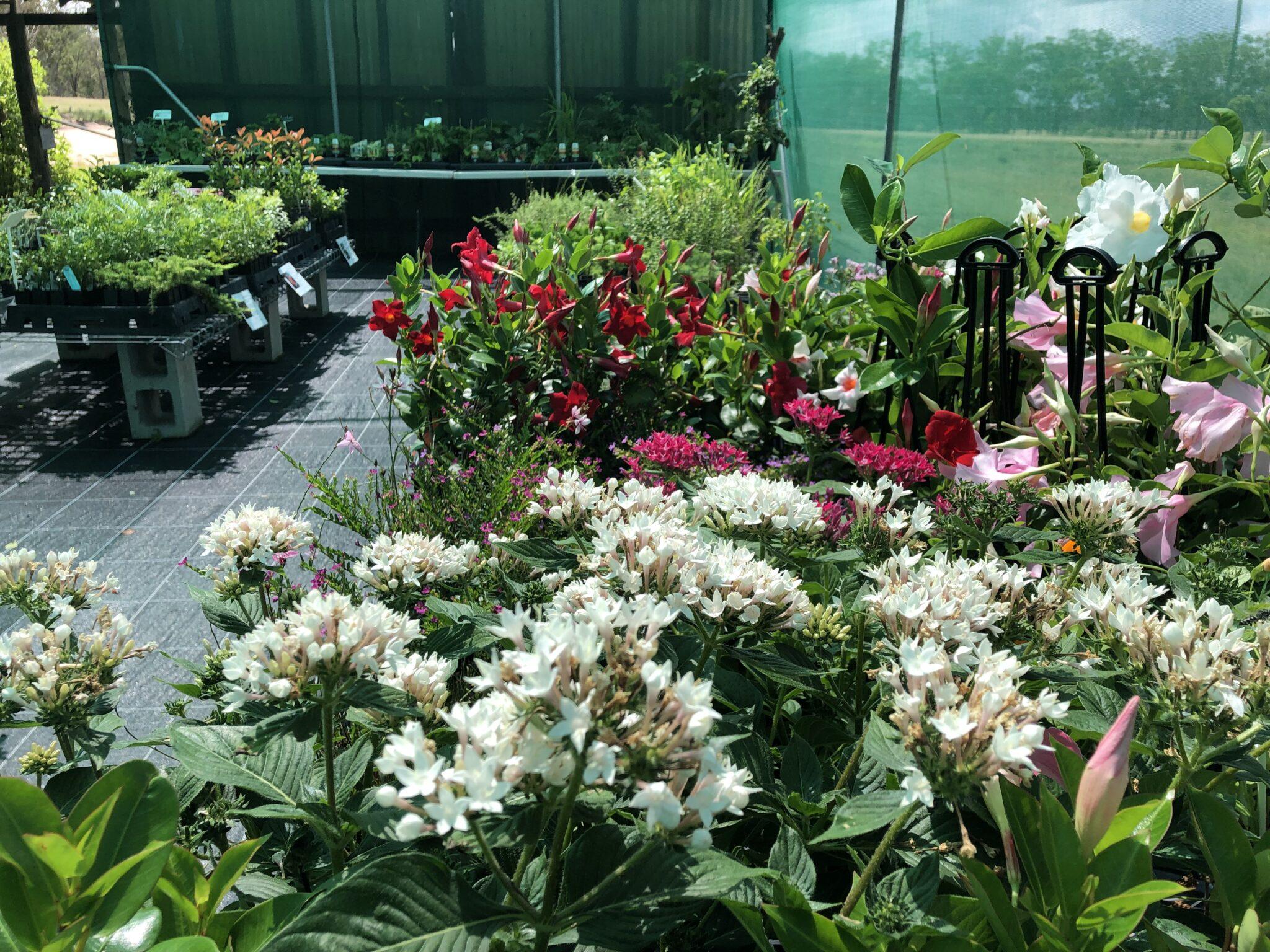 Cookies with ice cream