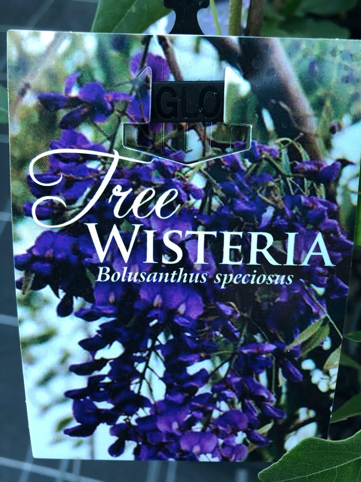 Tree-wisteria